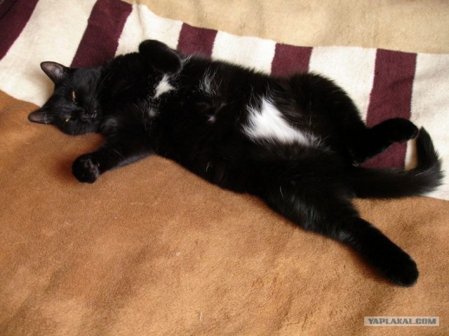 Котовторник на ЯПлакалъ (27.05.08), прикольные коты, добавляем свои!