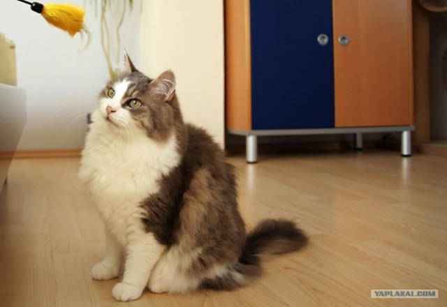 Ура, котовторник! (01.07.2008)