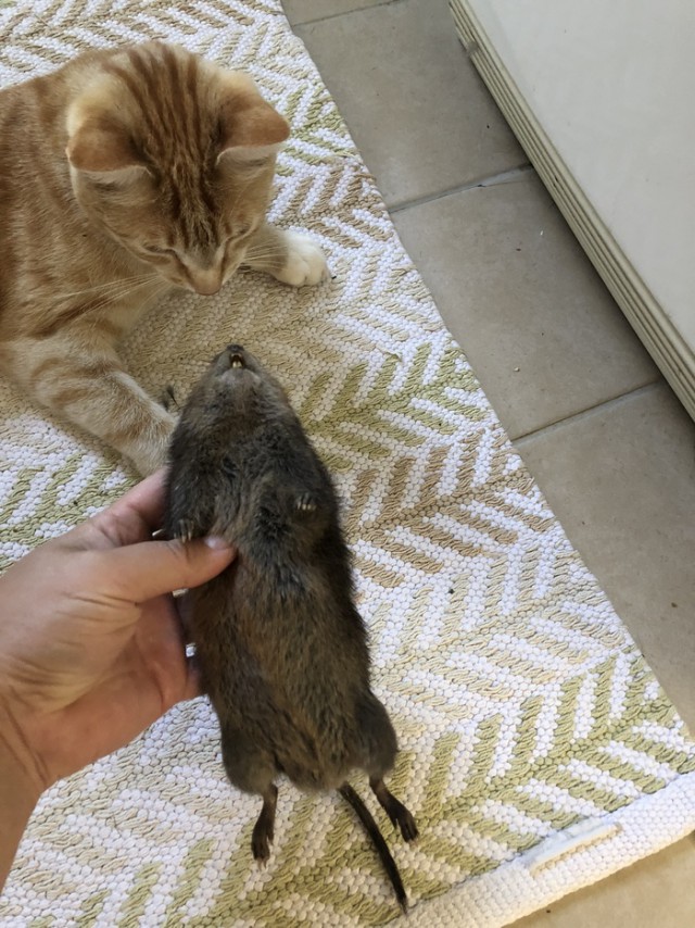 Кот принес мышку