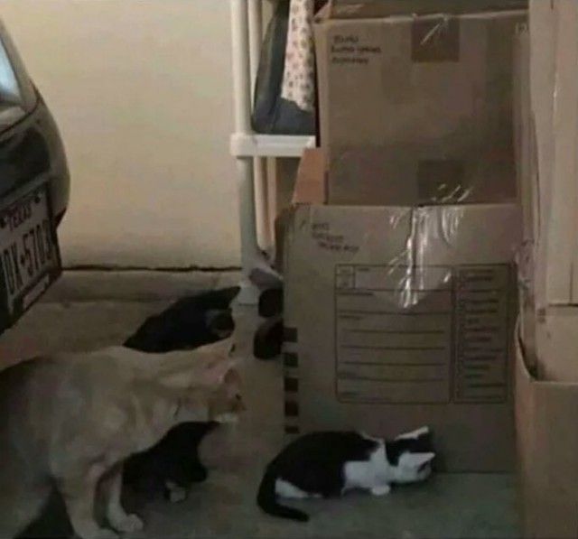 Прикольных котов пост