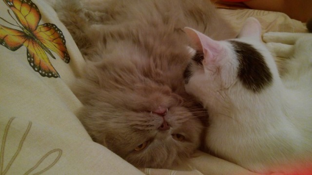 Котовторник 11.09.18.