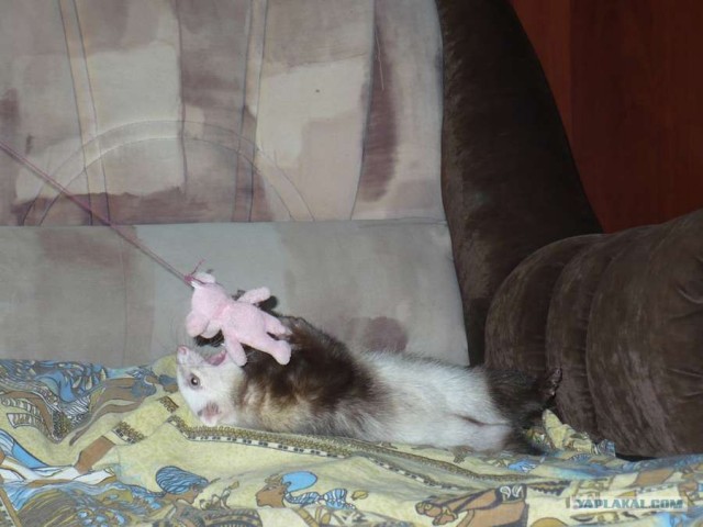 Хоревторник