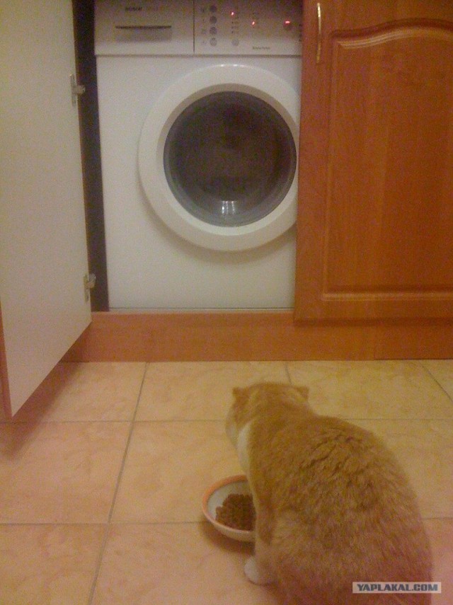 Котовторник! 08.11.11