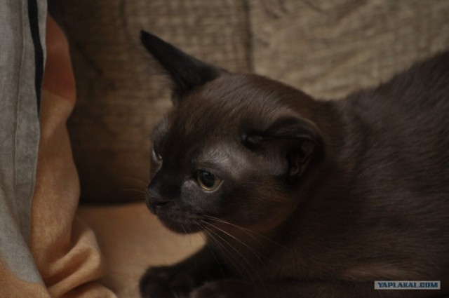 Котовторник (31.01.2012)