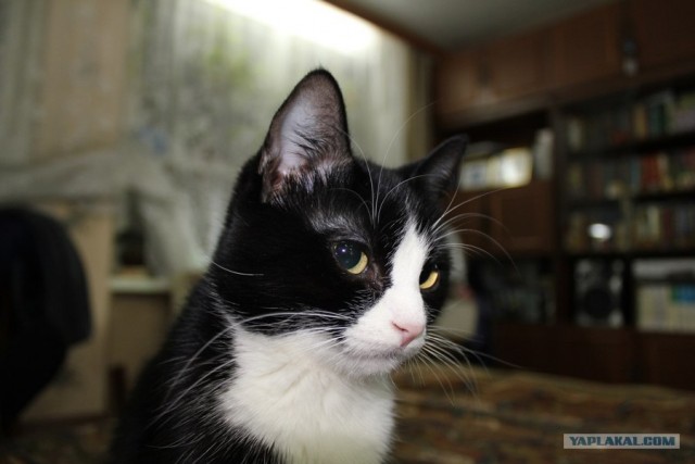 Котовторник 20.03.2012