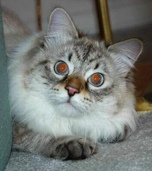 Дорофей убежал! Ещё один всё понял...