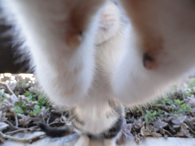 Котовторник 17.04.2012