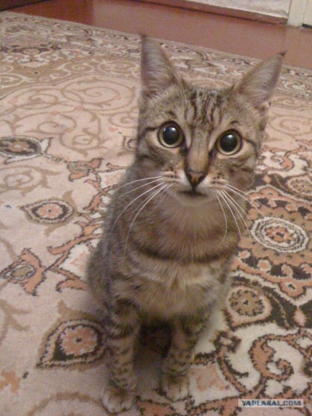 Котовторник  14.08.2012.