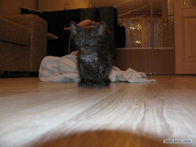 Котовторник 30.10.2012