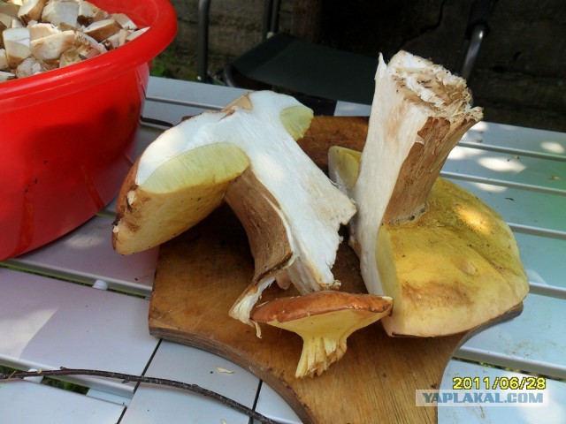Каникулы в деревне