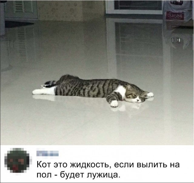 Забавные фото котеек