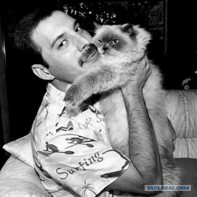 The special edition: Freddie Mercury