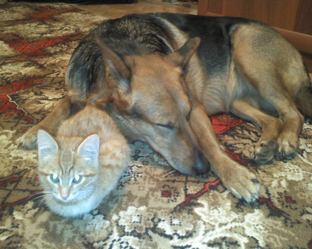 Уже не котовторник, но еще и не собакочетверг