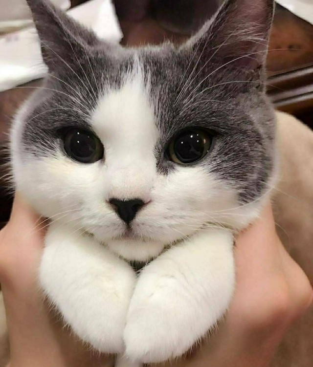 Забавные фото котеек