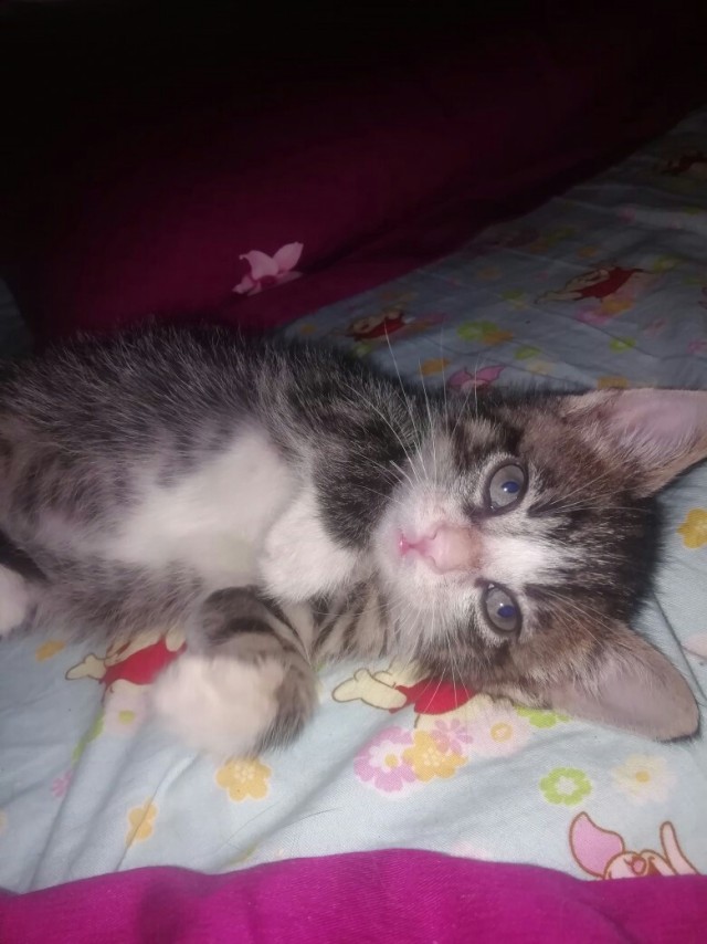 Забавные фото котеек