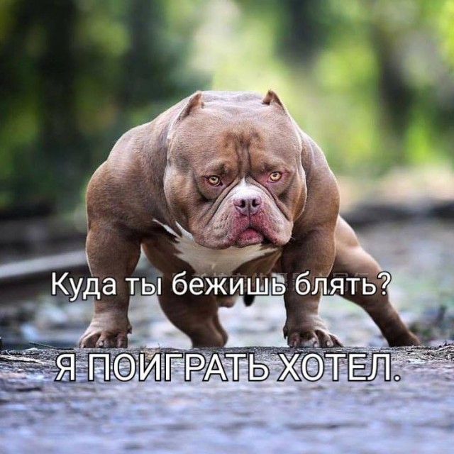 Бредзона