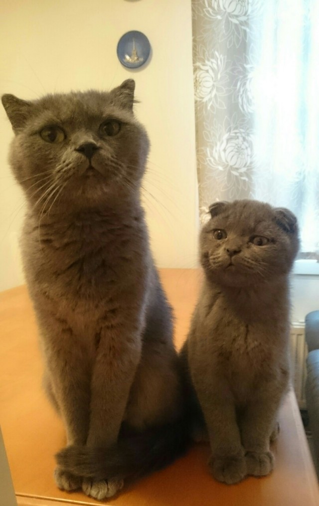 Котики