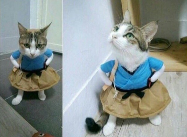 Смешные коты 18.08.20