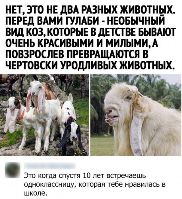 Картинки и мемы для настроения 008