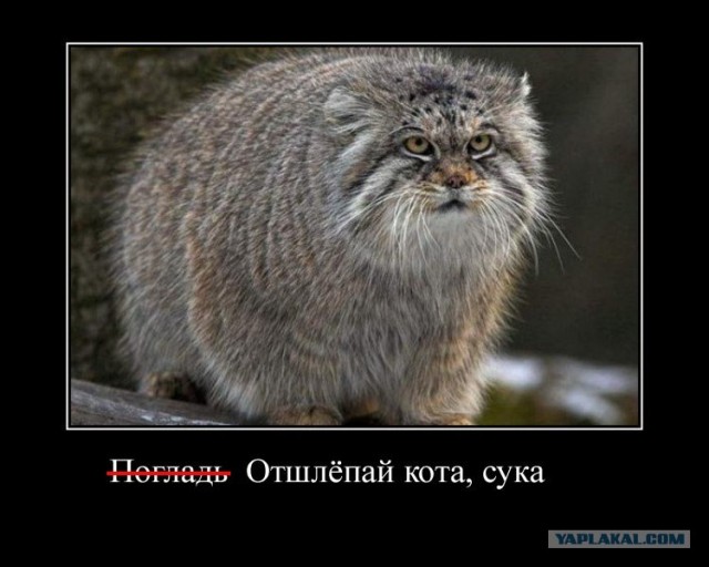 Отшлепай кота! Отшлепай кота, с...! (видео)