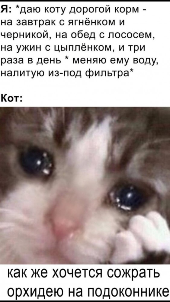 Теперь только этот корм