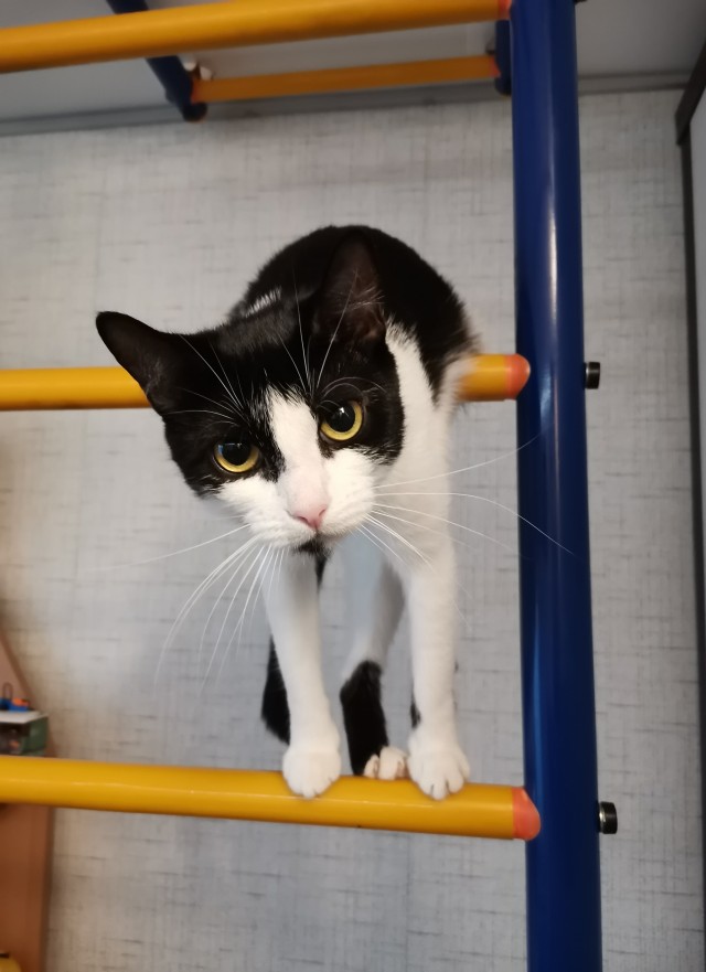 Вторник. Кото-вторник...