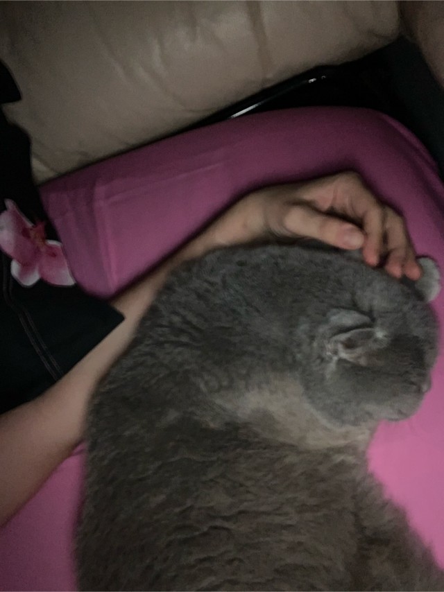 Вторник-кото