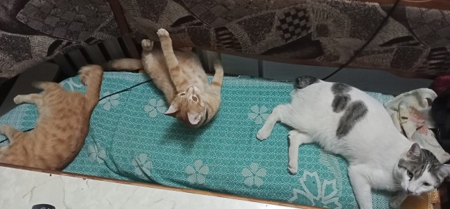 Всемирный день кошек
