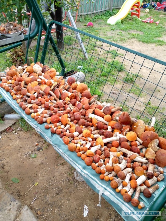 Дача (Хвастаемся). Не продаётся. Просто показываю. Красивое! Вспомним лето перед зимой