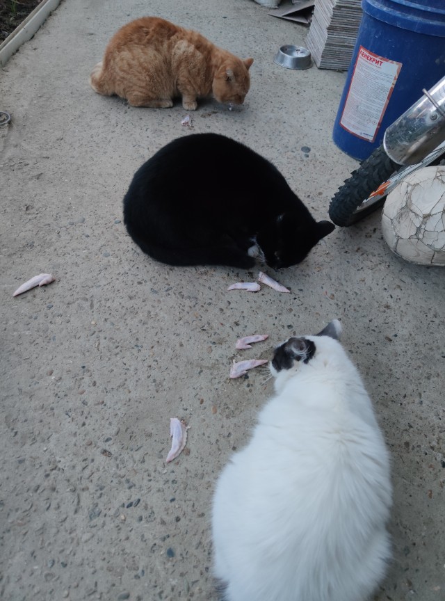Вторник. Котэ. Пора