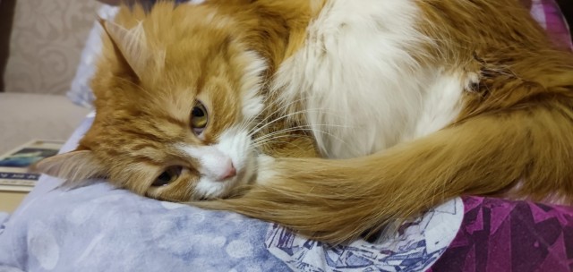 Котовторник 21.12.21