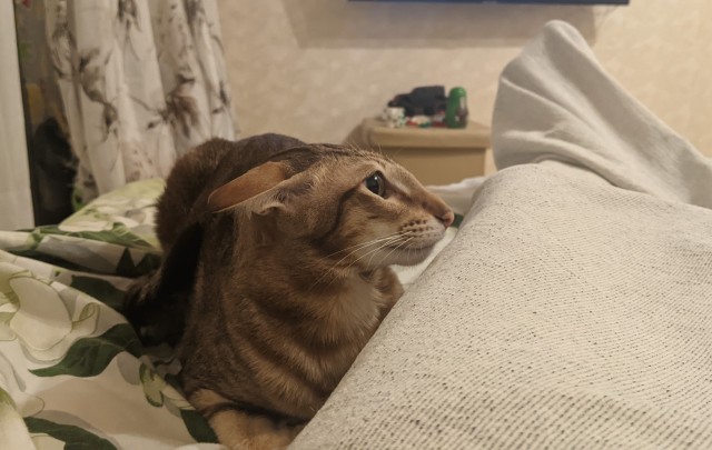 Котовторник. Февраль