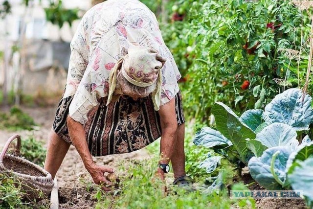Огородницы. В ожидании весны!