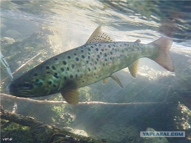 Форель, горный Крым.