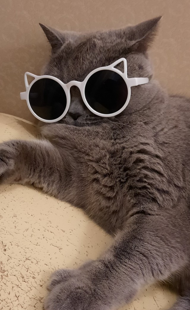 Лето и коты