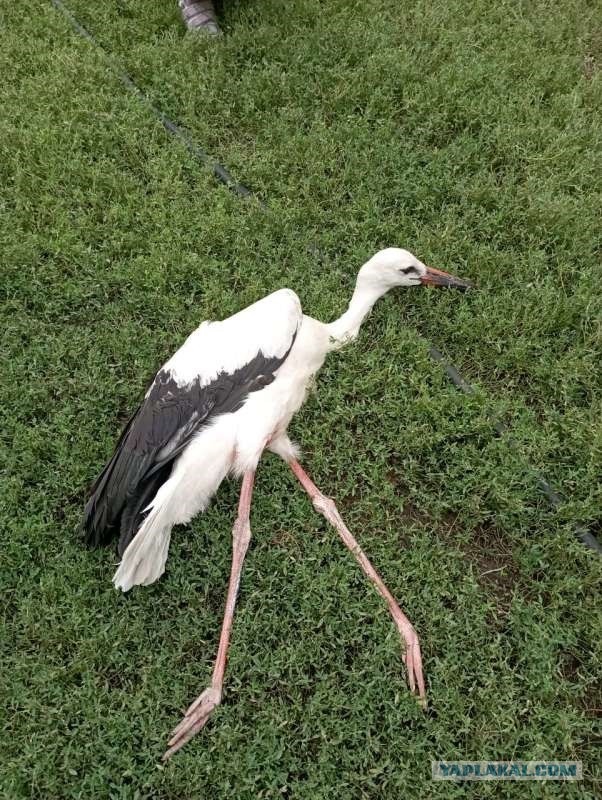 Аист в беде.