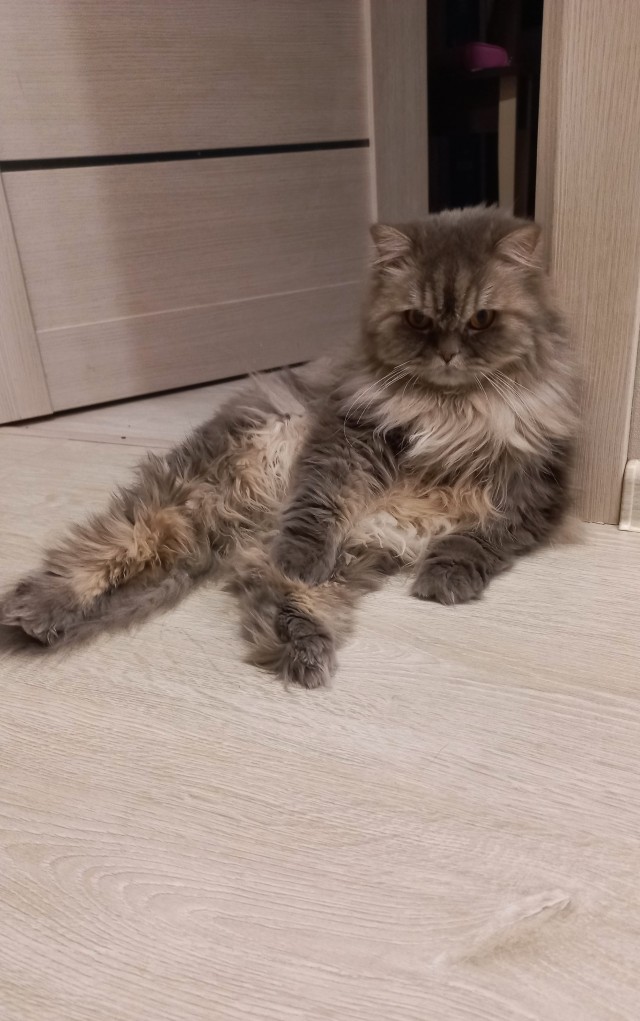 Спасение кота