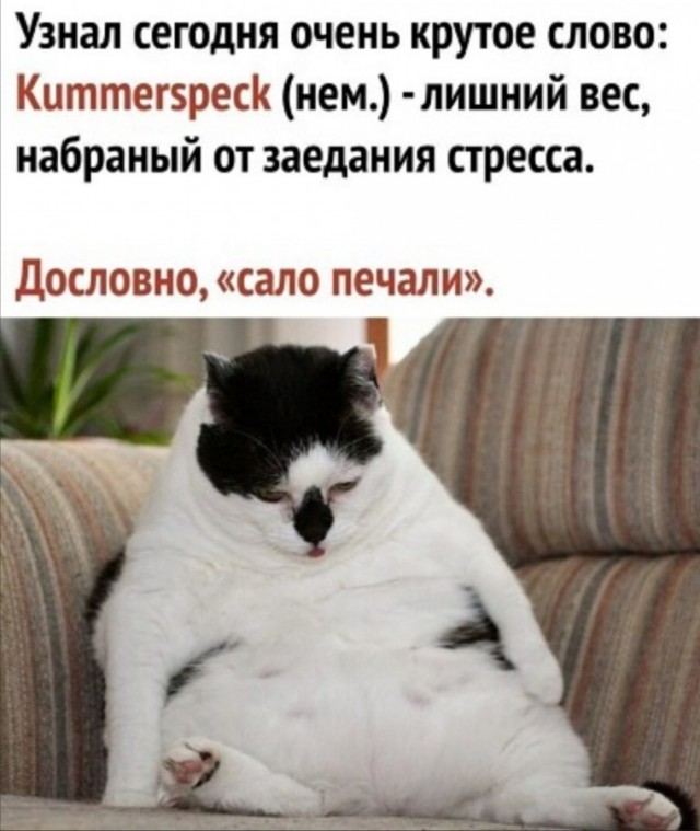 Весёлый полтишок 08.09.22