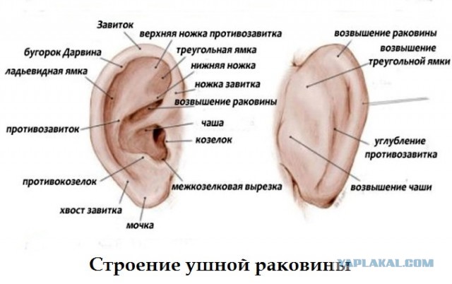 Голод и мочка