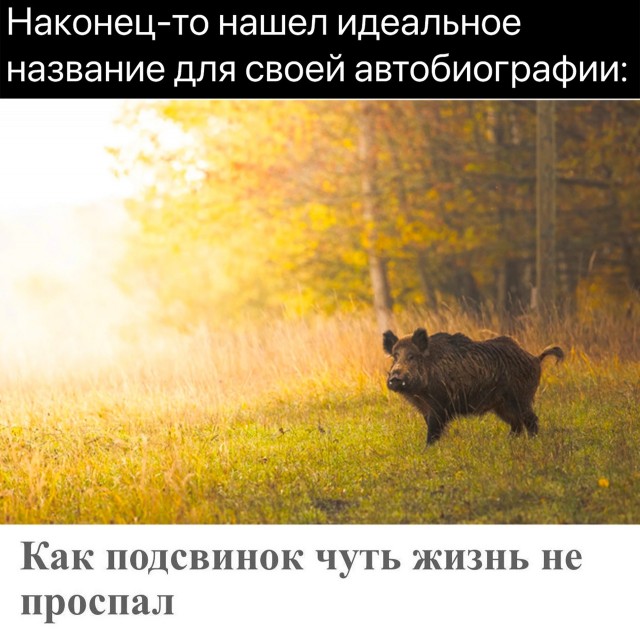 Так себе картинки 04.11.22