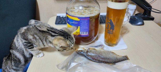 Без кота жизнь не та