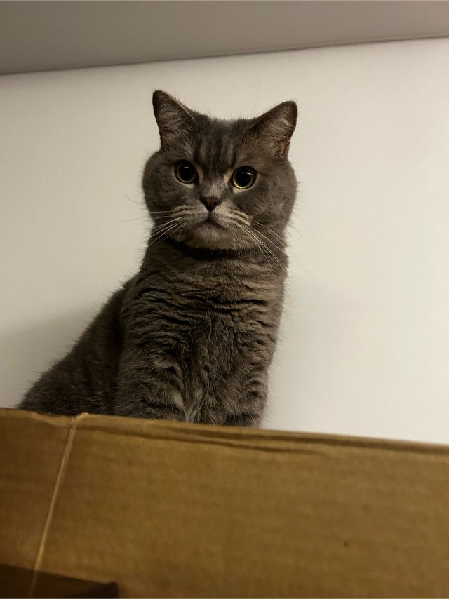 Котовторник