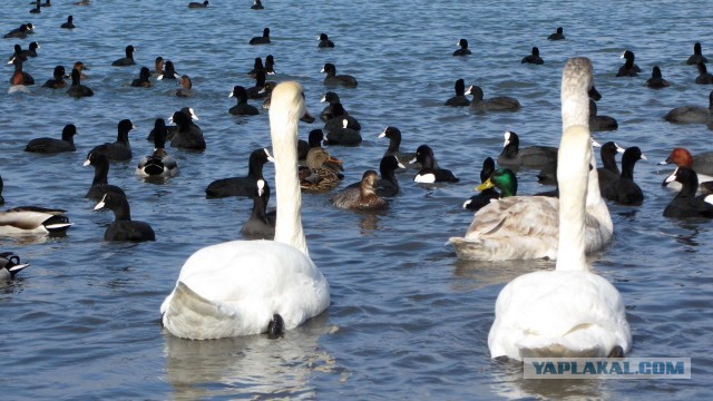 Крым в феврале или "Не стреляйте в белых лебедей!"