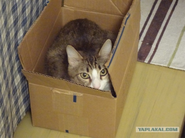 Все котики делают это