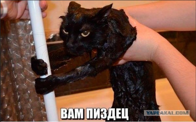 Снимки очень злых котов, которые всё равно остаются милашками
