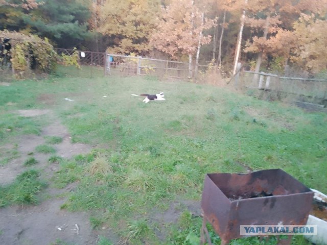 Жизнь домашнего приюта для котеек 468