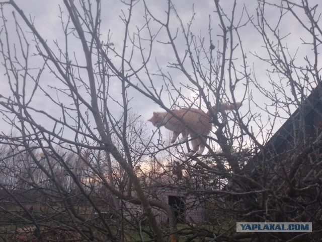 Жизнь домашнего приюта для котеек 469