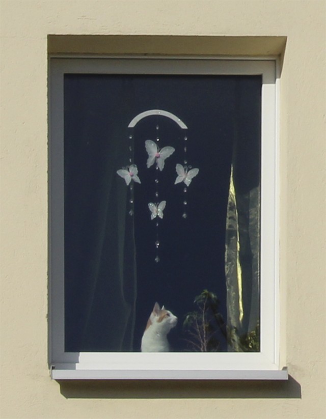 Котовторник 30.04.2013