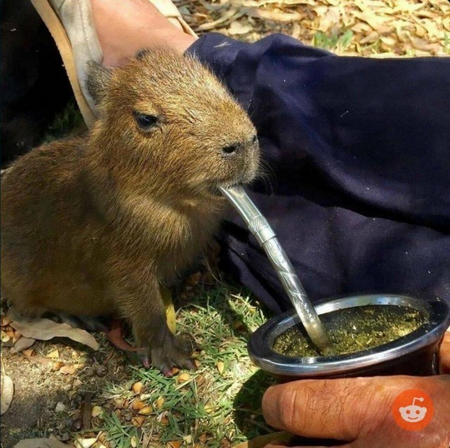 ФотоВинегрет из 60 пикч