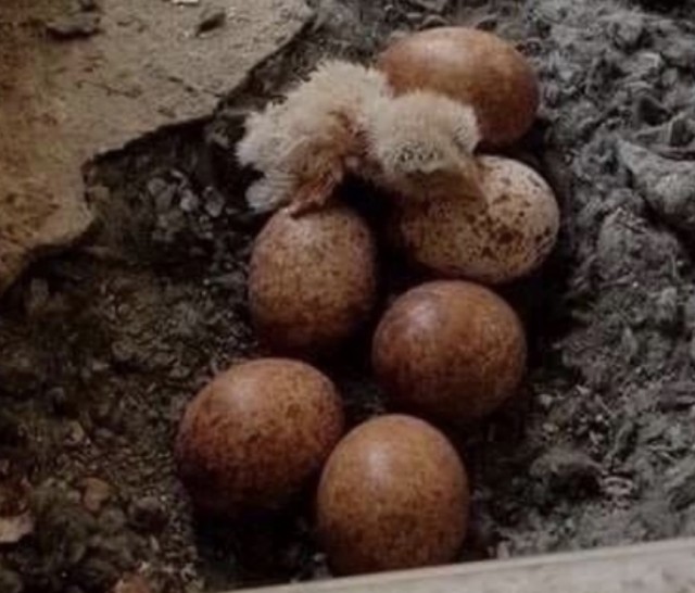 Что можно вырастить на окне